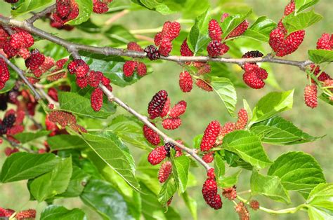 where can i buy mulberries.